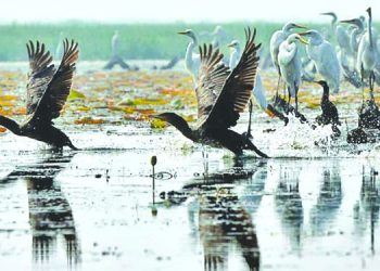 অতিথির পাখির কোলাহল আর লাল শাপলার বাইক্কা বিল