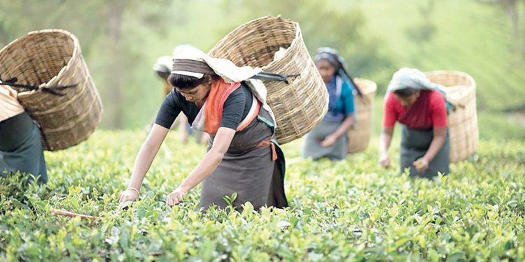 টি-ট্যুরিজম