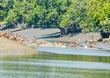 টেকসই পর্যটন উন্নয়ন: সুন্দরবন প্রেক্ষিত