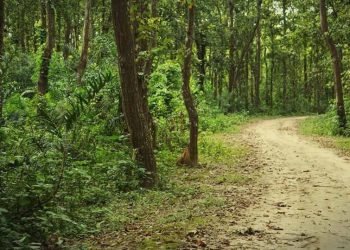 ধর্মপুর শালবন