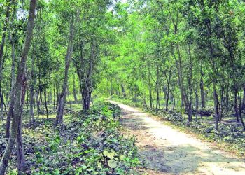সিংড়া শালবন