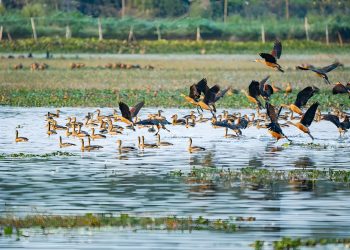 তিস্তার চরের অতিথি পাখির কলতানে মুগ্ধ দর্শনার্থীরা