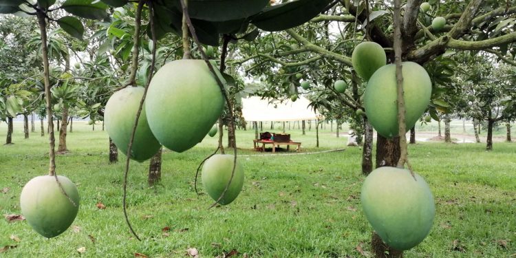 হাঁড়িভাঙ্গা আম