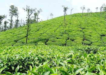 চা বাগান