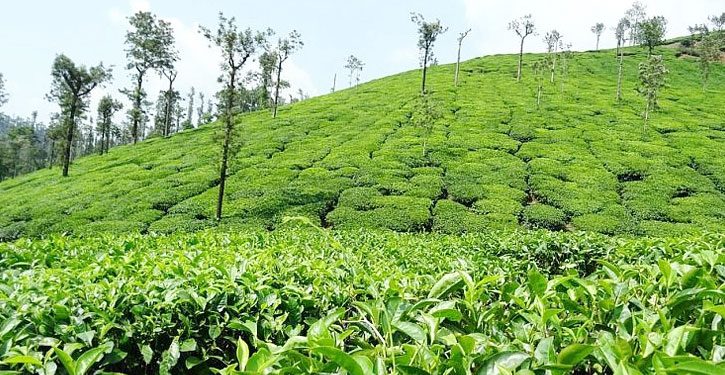 চা বাগান