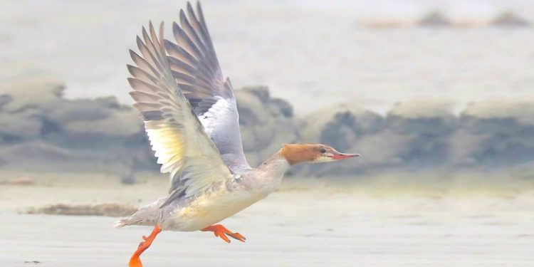 তিস্তার বুকে অতিথি পাখিদের মিলনমেলা