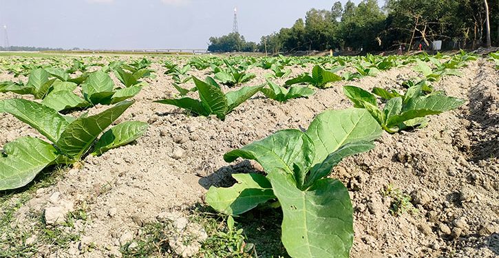 তামাক ও অন্যান্য ফসলের চাষ