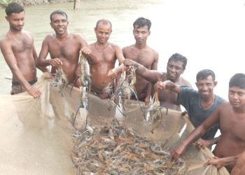 চিংড়ি চাষ