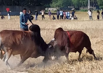 ষাঁড়ের লড়াই
