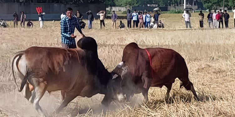 ষাঁড়ের লড়াই