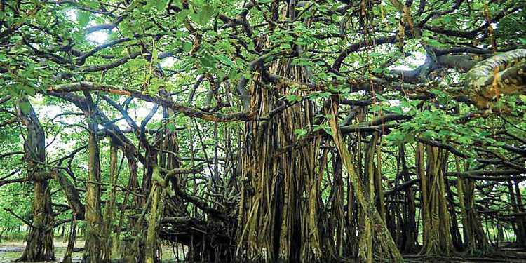 বনবিবি বটতলা