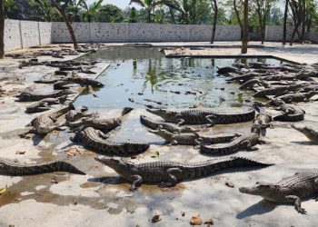 কুমিরের খামার