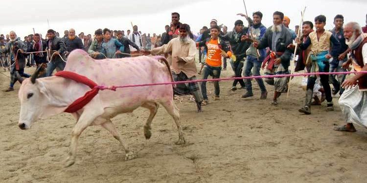 ফরিদপুরের গরুর দাবড়ানো উৎসব