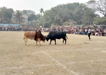 ষাঁড়ের লড়াই