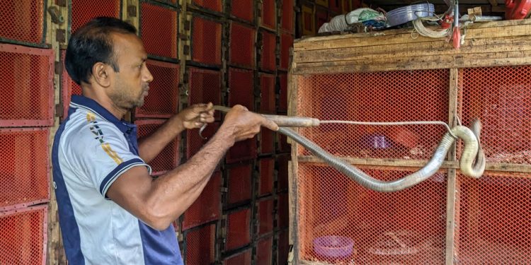 আব্দুর রাজ্জাক বিশ্বাসের সাপের খামার