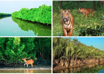 সুন্দরবন