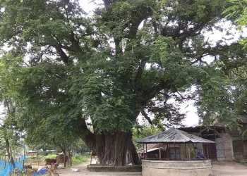 পাঁচশ বছরের পুরনো তেঁতুল গাছ