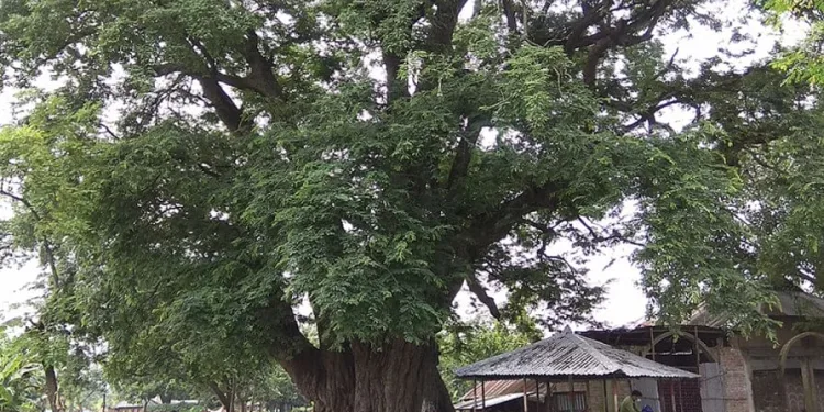 পাঁচশ বছরের পুরনো তেঁতুল গাছ