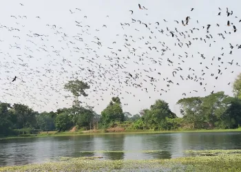 অতিথি পাখির গ্রাম পচামাড়িয়া