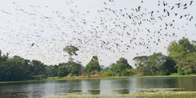 অতিথি পাখির গ্রাম পচামাড়িয়া