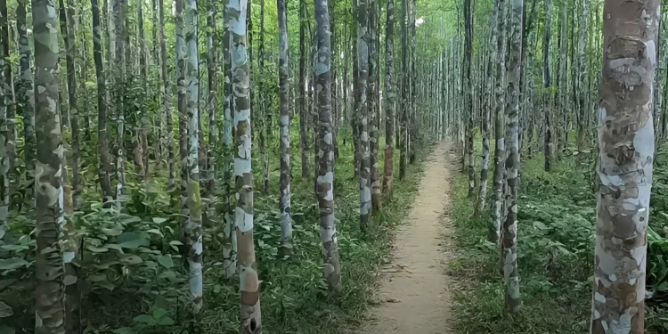 আগর আতরের রাজধানী