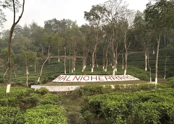 মালনীছড়া চা বাগান