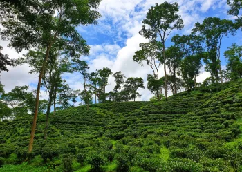 চা বাগান