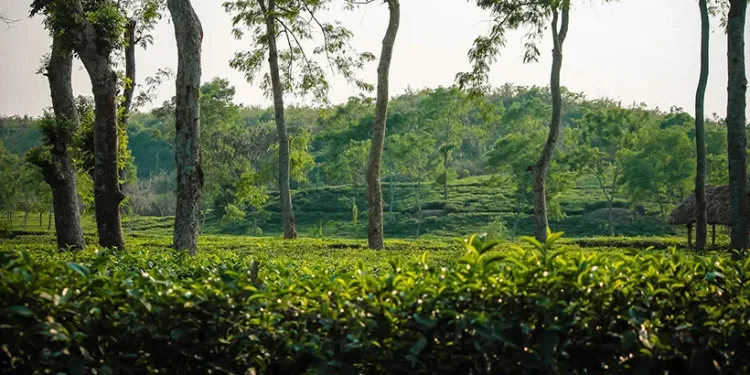 লাক্কাতুরা চা বাগান