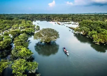 রাতারগুল সোয়াম্প ফরেস্ট: জলজ জঙ্গলের নীরবতা