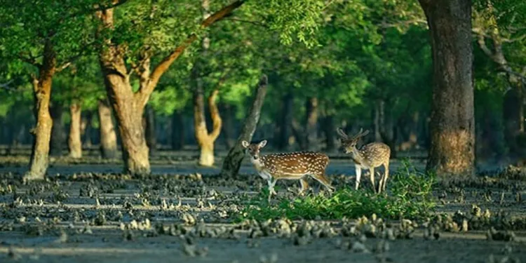 জীববৈচিত্র্য রক্ষায় সুন্দরবন প্রবেশে ৩ মাসের নিষেধাজ্ঞা
