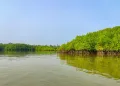 সুন্দরবনকে ঘিরে পর্যটন: সংরক্ষণ, জীবিকা ও উন্নয়নের সমন্বিত পথ