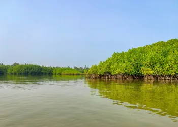 সুন্দরবনকে ঘিরে পর্যটন: সংরক্ষণ, জীবিকা ও উন্নয়নের সমন্বিত পথ